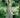 Hidden Pearl Maxi Dress - Green/Floral