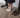 Jolie Mules