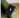 Marcie Phone Bag